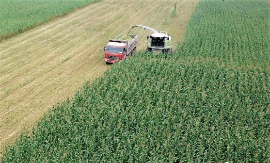 從“羊隨草走”到“草隨羊種” 環(huán)縣草產(chǎn)業(yè)實(shí)現(xiàn)三大轉(zhuǎn)變，助推谷物銷售新格局